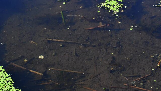 Time lapse chaotic swim motion of small larva fishes in transparent freshwater over river muddy bottom. Juvenile fish wildlife background with aquatic plants. Life cycle of fish