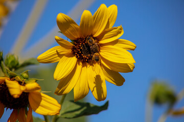 A Sunflower being Pollinated by Bees with a Flying Bee casting a Shadow