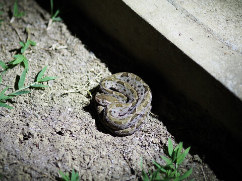 Fer-de-lance viper snake at night, coiled, in a campsite in Corcovado National Park, Costa Rica, Central America