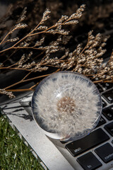 Crepis foetida flower in Glass paperweight on laptop keyboard. Concept for Integration between Technology and Nature. Selective focus.