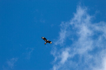 birds flying in the sky