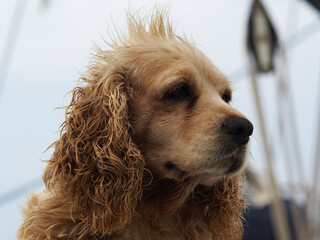 Portrait of a wet spaniel dog on a sailing boat