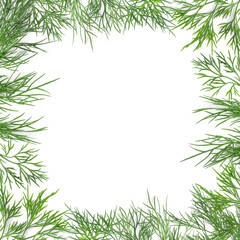 Frame made of fresh dill on white background, top view