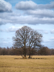 Fototapeta premium OLYMPUS DIGITAL CAMERA