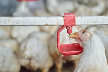 Free range organic backyard broiler Chickens drinking water by nipple drinker - obrazy, fototapety, plakaty