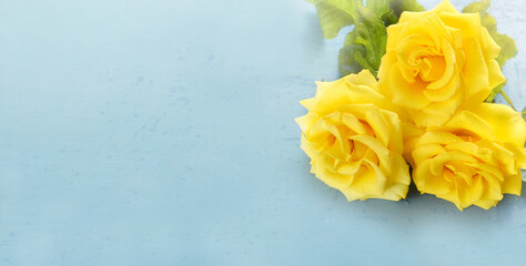 Yellow rose flowers on a blue background. 