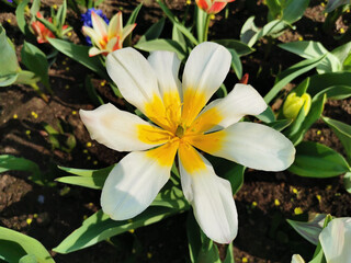 A white tulip, like a daisy, with a yellow center. Top view. The festival of tulips on Elagin Island in St. Petersburg.