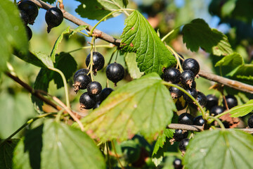 Fresh black currant, berry on a branch against the background of green leaves. Bush with clusters of black currant in the garden in summer. Close-up. High quality photo