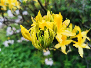 Flowers and buds of yellow rhododendron in the botanical garden of St. Petersburg.