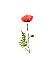 Watercolor poppies bouquet. Hand painted floral illustration , seed capsule and branches isolated on white background. 