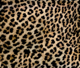 Leopard pattern design for print seamless elegance work