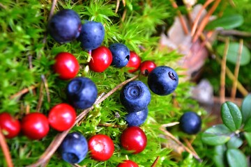 berries on a branch