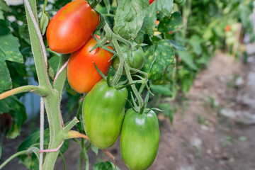 Green and red tomatoes grow on a branch in the greenhouse, on the plantation in the daytime, natural light. Tomatoes ripen in the garden, close-up, view from below. Natural gardening. High quality