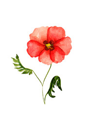 Watercolor poppies bouquet. Hand painted floral illustration , seed capsule and branches isolated on white background. 