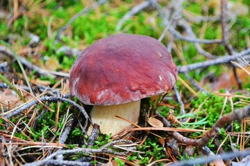 Boletus edulis