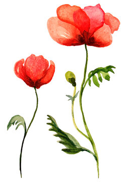 Watercolor poppies bouquet. Hand painted floral illustration , seed capsule and branches isolated on white background. 