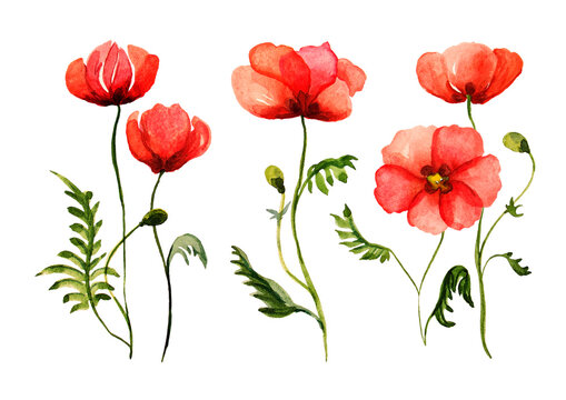 Watercolor set of poppies, hand drawn illustration of red field flowers isolated on white background.