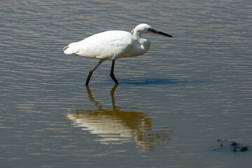 Aigrette garzette,.Egretta garzetta, Little Egret