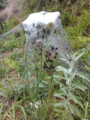 spider on the web