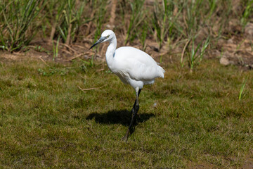 Aigrette garzette,.Egretta garzetta, Little Egret