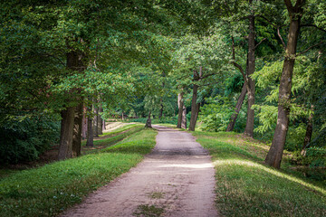 Forest path in summer