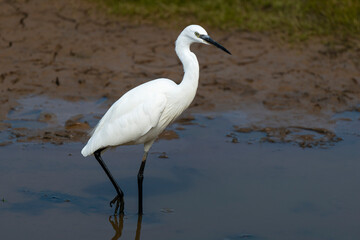 Aigrette garzette,.Egretta garzetta, Little Egret