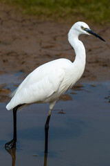 Aigrette garzette,.Egretta garzetta, Little Egret