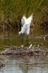 Aigrette garzette,.Egretta garzetta, Little Egret