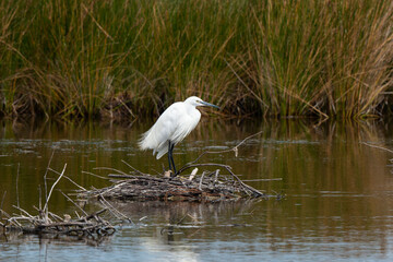 Aigrette garzette,.Egretta garzetta, Little Egret