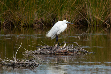 Aigrette garzette,.Egretta garzetta, Little Egret