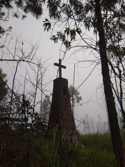 silhouette of a tree