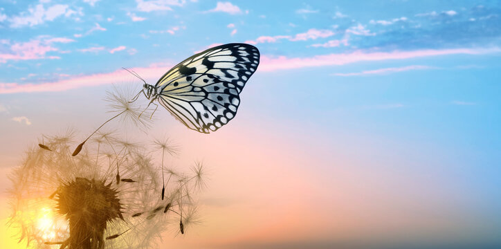 Fototapeta Beautiful butterfly and delicate fluffy dandelion at sunset. Banner design