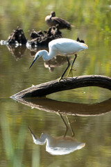 Aigrette garzette,.Egretta garzetta, Little Egret