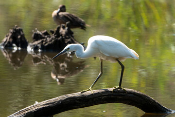 Aigrette garzette,.Egretta garzetta, Little Egret