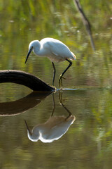 Aigrette garzette,.Egretta garzetta, Little Egret