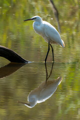 Aigrette garzette,.Egretta garzetta, Little Egret