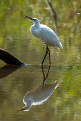 Aigrette garzette,.Egretta garzetta, Little Egret