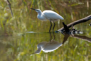 Aigrette garzette,.Egretta garzetta, Little Egret