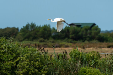 Grande Aigrette,.Ardea alba, Great Egret