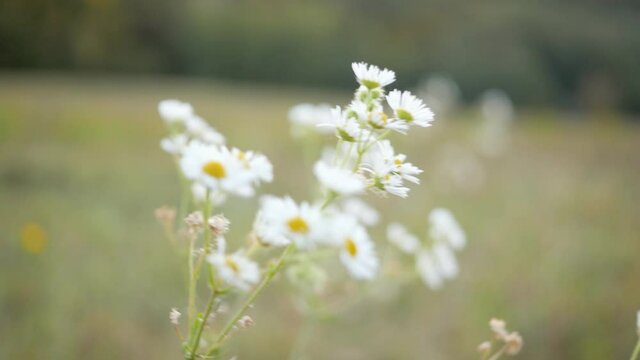 Static shot of grass field filled with blooming daisy flowers during windy autumn evening, shot in 4k.