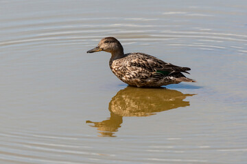 Sarcelle d'hiver, femelle,.Anas crecca, Eurasian Teal