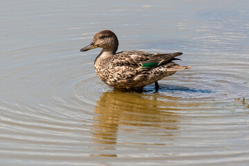Sarcelle d'hiver, femelle,.Anas crecca, Eurasian Teal