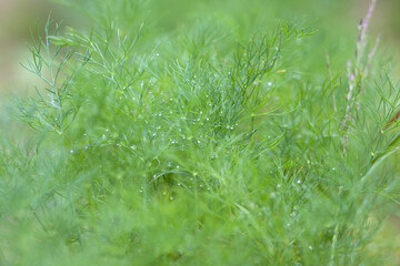 Good green organic dill in farmer's garden for food.Young dill plants grows in the open ground. Fragrant dill leaf growing. Dill herb leaf background harvest.