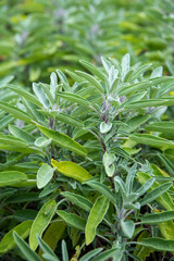 Sauge officinale, Salvia officinalis