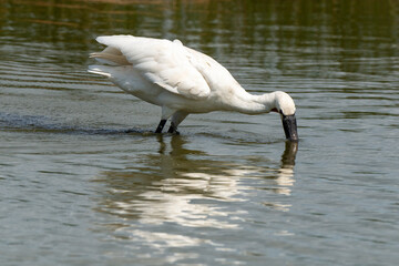 Spatule blanche, Platalea leucorodia, Eurasian Spoonbill