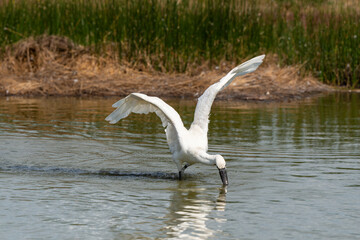 Spatule blanche, Platalea leucorodia, Eurasian Spoonbill
