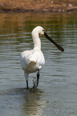 Spatule blanche, Platalea leucorodia, Eurasian Spoonbill