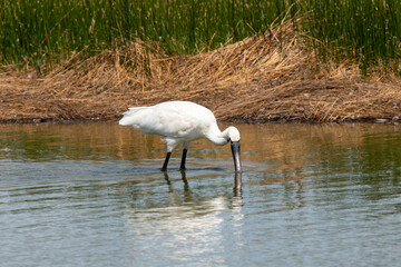 Spatule blanche, Platalea leucorodia, Eurasian Spoonbill