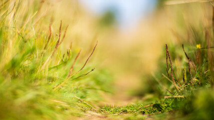 Natural strong blurry background of green grass blades close up. Fresh grass meadow in sunny morning. Copy space