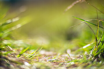Natural strong blurry background of green grass blades close up. Fresh grass meadow in sunny morning. Copy space
